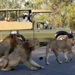 Kruger Park
