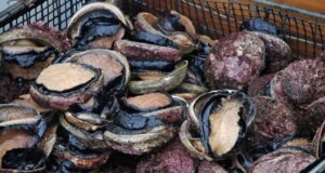 abalone quota