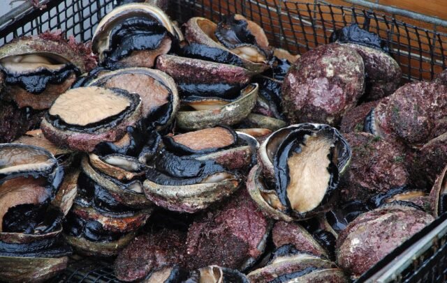 abalone quota