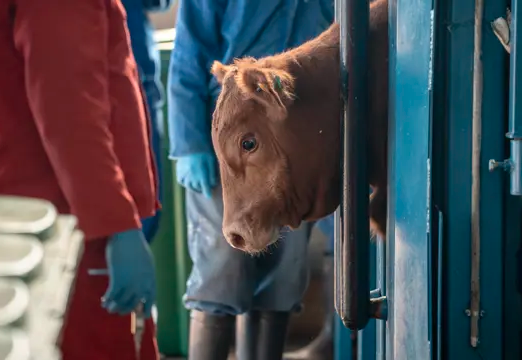 John Steenhuisen unsure 