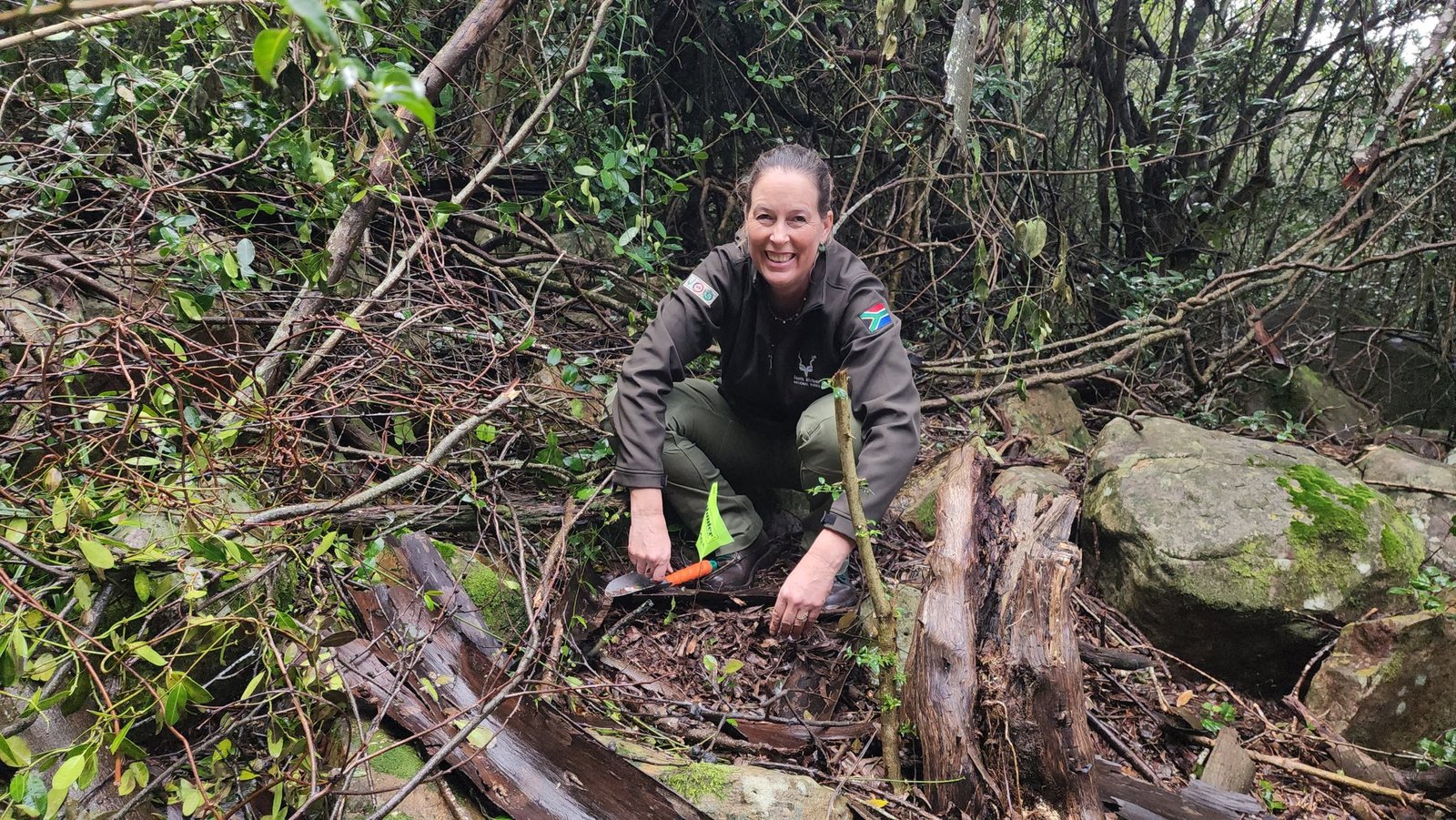 Table Mountain National Park plants indigenous seeds combat impact of illegal bark stripping