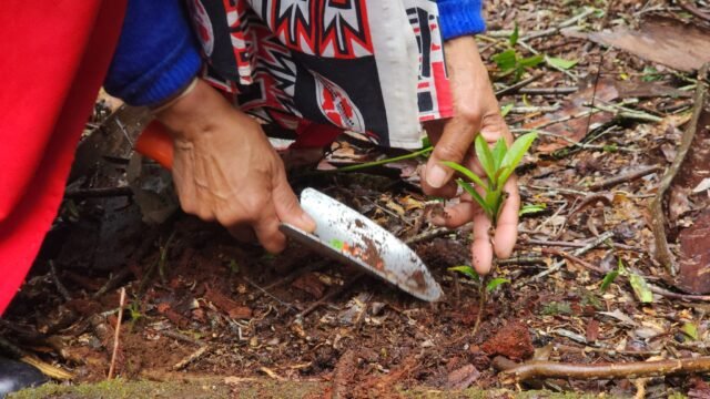 Table Mountain National Park plants indigenous seeds combat impact of illegal bark stripping
