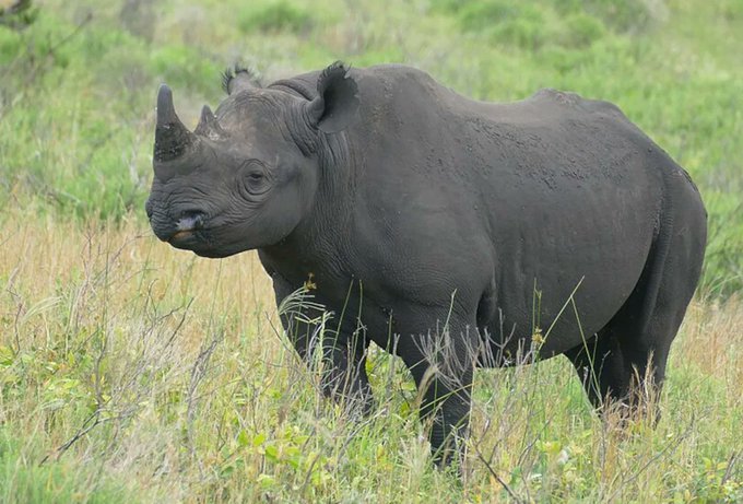 black rhino