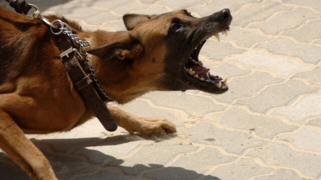 dog attack dog attack