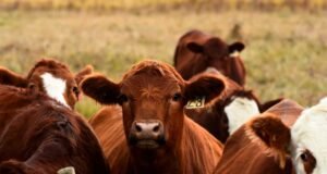 Foot and mouth disease