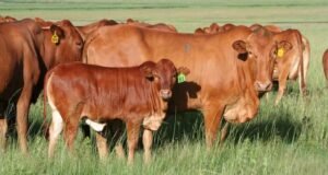 foot-and-mouth disease