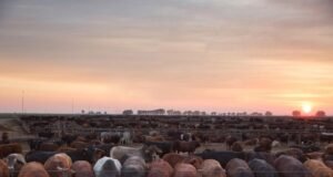 foot-and-mouth outbreak