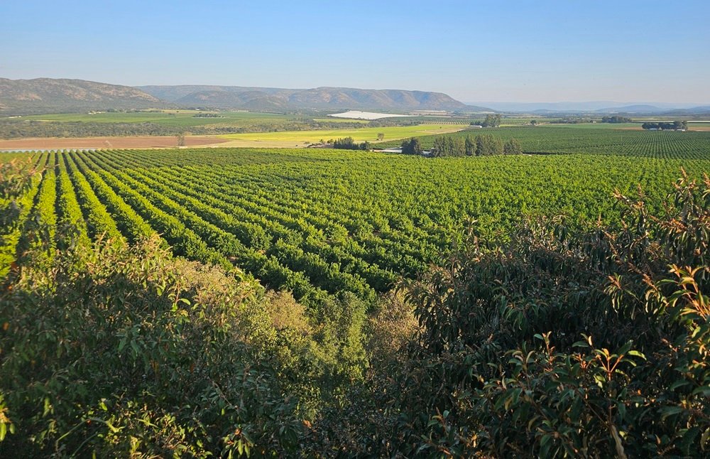 Citrus Growers' Association