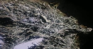 KZN illegal marijuana plantation