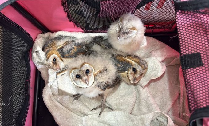 barn owl nestlings 