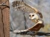barn owl nestlings rescued in Mpumalanga