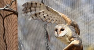 barn owl nestlings rescued in Mpumalanga