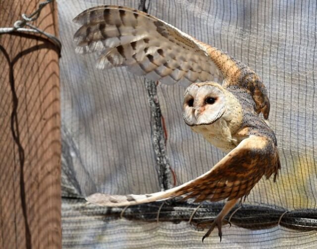 barn owl nestlings rescued in Mpumalanga