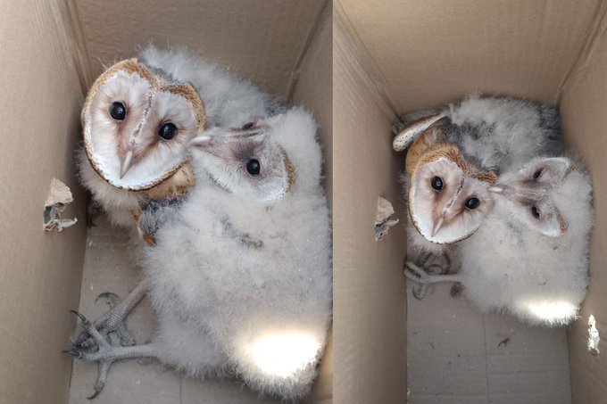 barn owl nestlings rescued in Mpumalanga