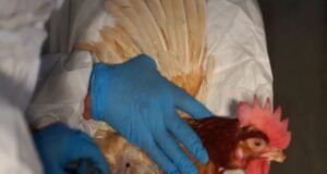 bird flu vaccinations