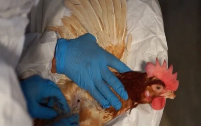 bird flu vaccinations bird flu vaccinations