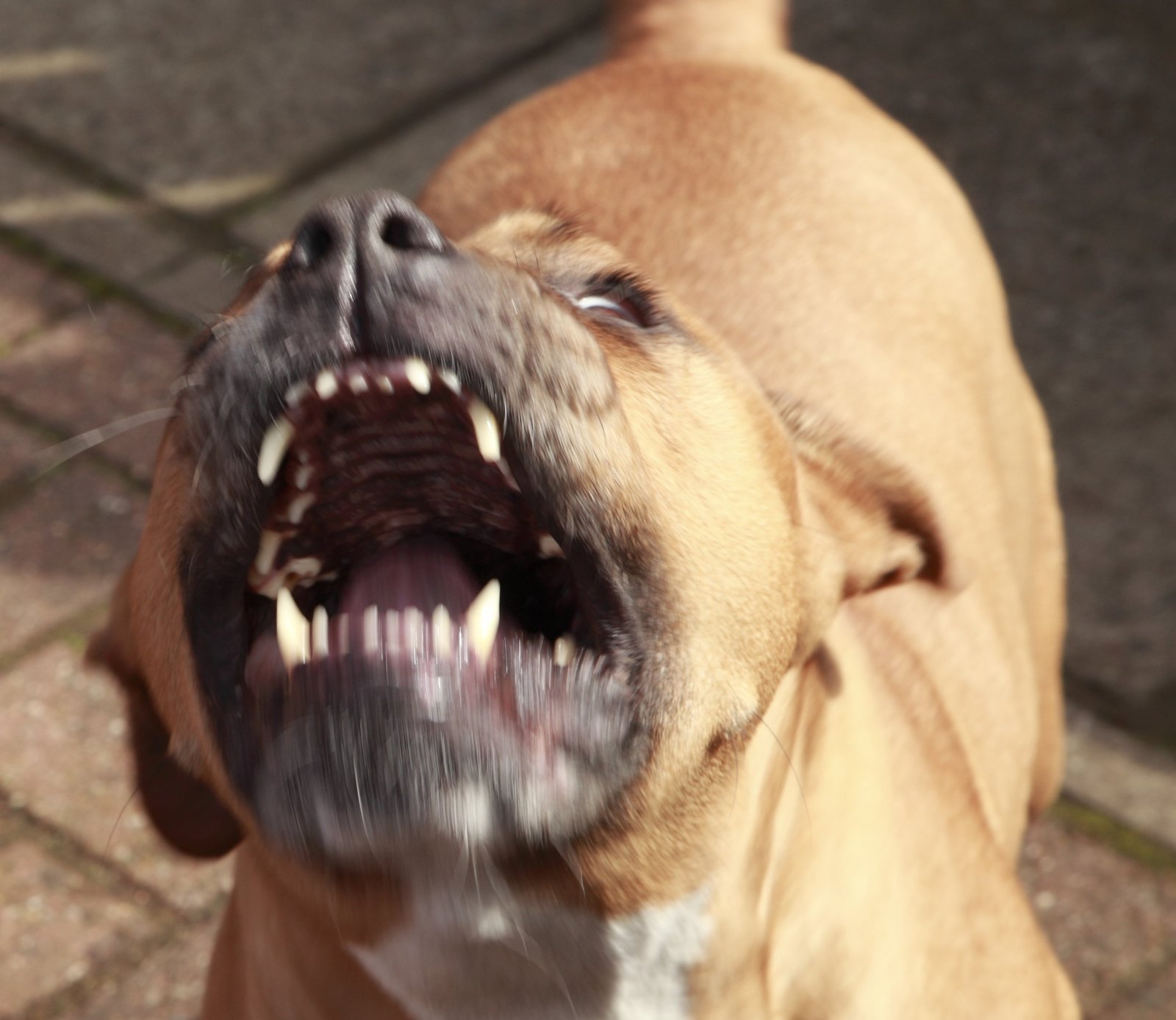 pitbull kills