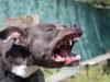 pitbull maul