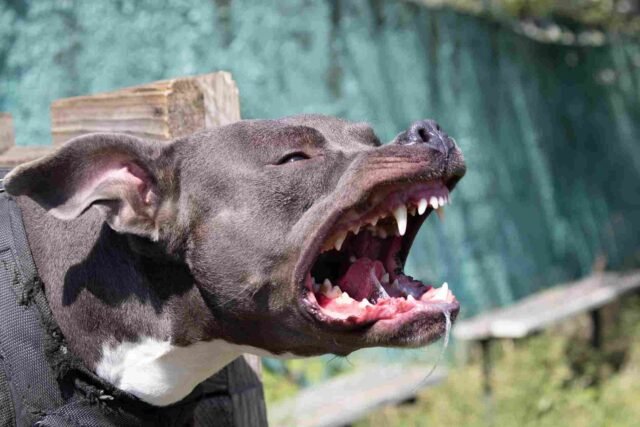 pitbull maul2 pitbull maul