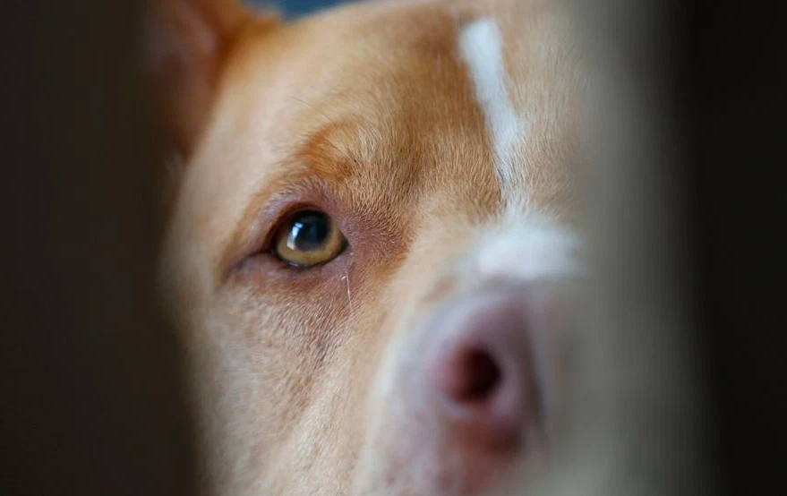pitbull maul