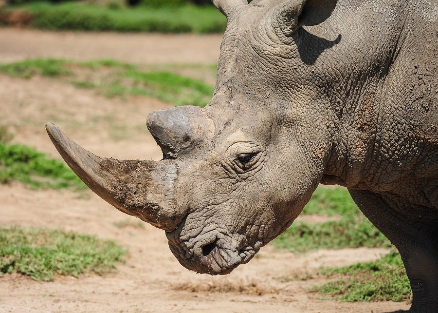 rhino poachers