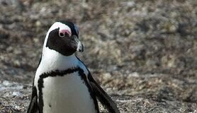 African Penguin