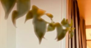 Black Coffee wraps up July with global wins and personal joy