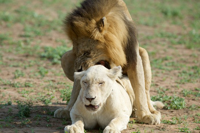 lion breeding